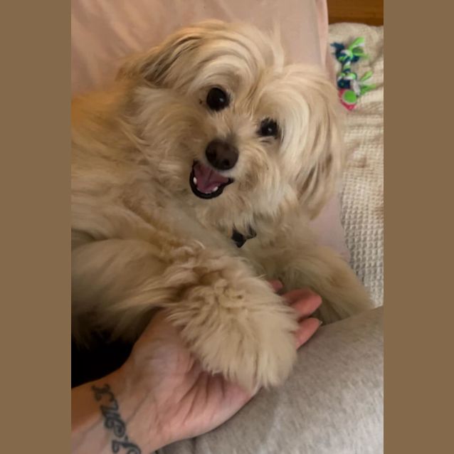 Photo of Lilly Pilly