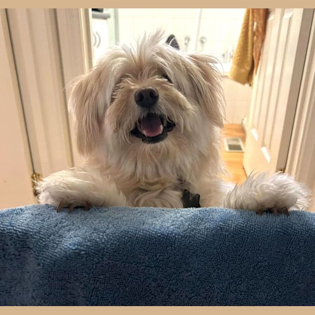 Photo of Lilly Pilly