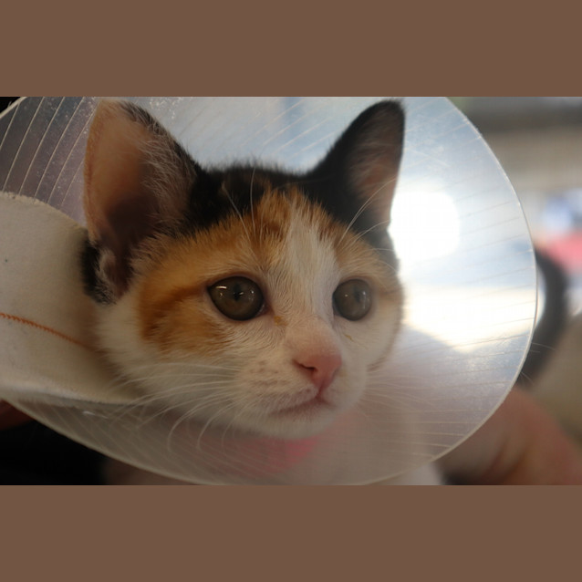 Photo of Cookie