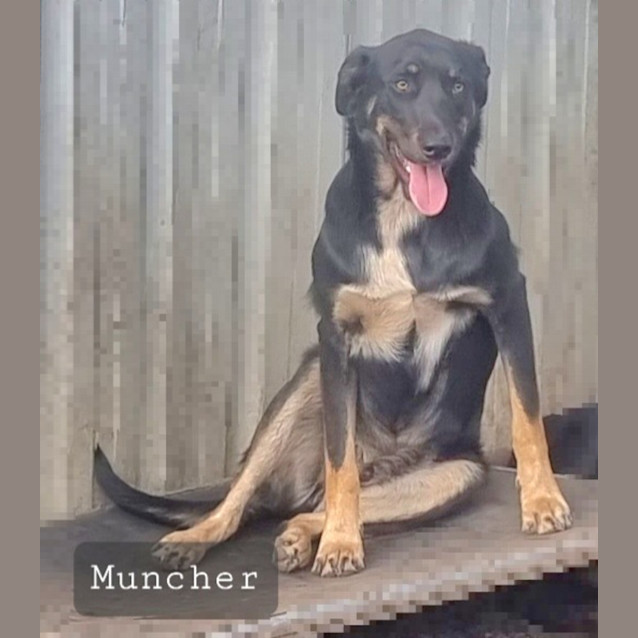 Photo of Muncher