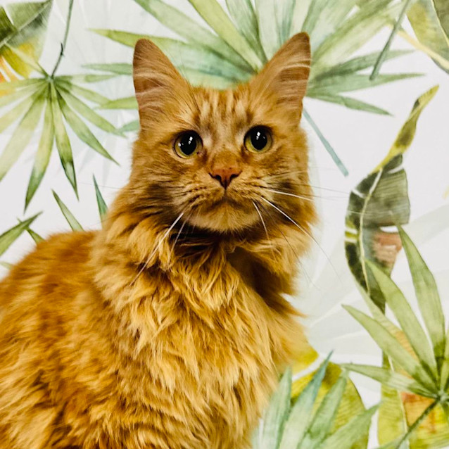 Photo of Monty   Located In Preston