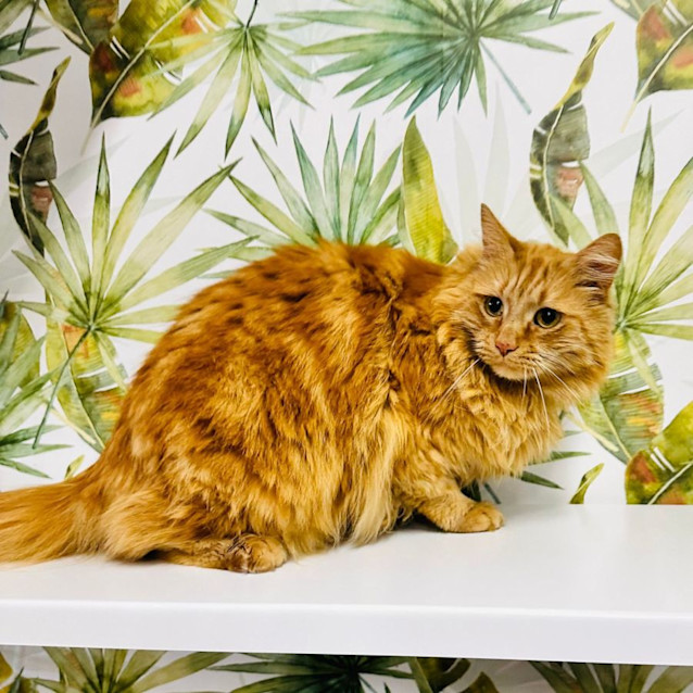 Photo of Monty   Located In Preston