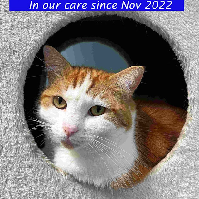 Photo of Muffin Sua010517