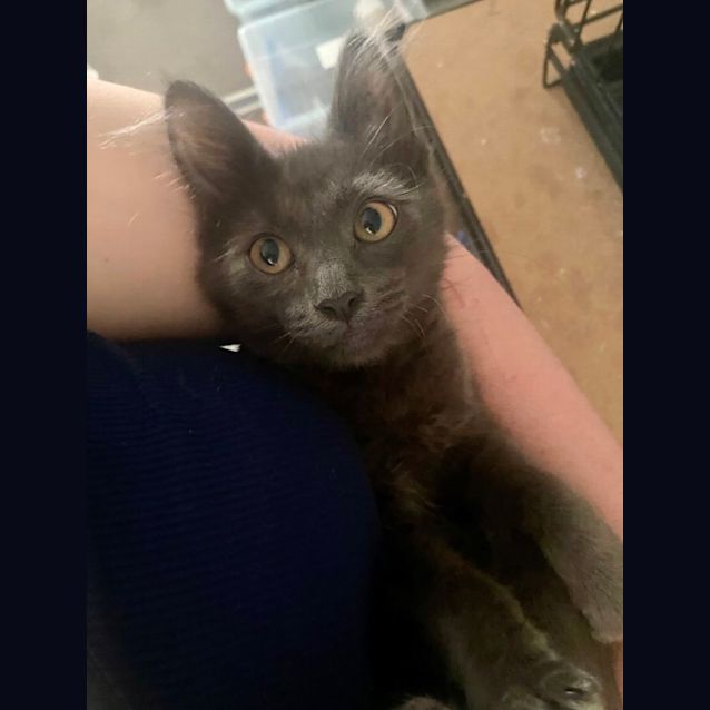 Photo of Vaxildan **2nd Chance Cat Rescue**