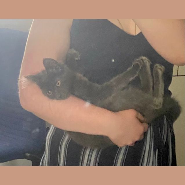 Photo of Vaxildan **2nd Chance Cat Rescue**