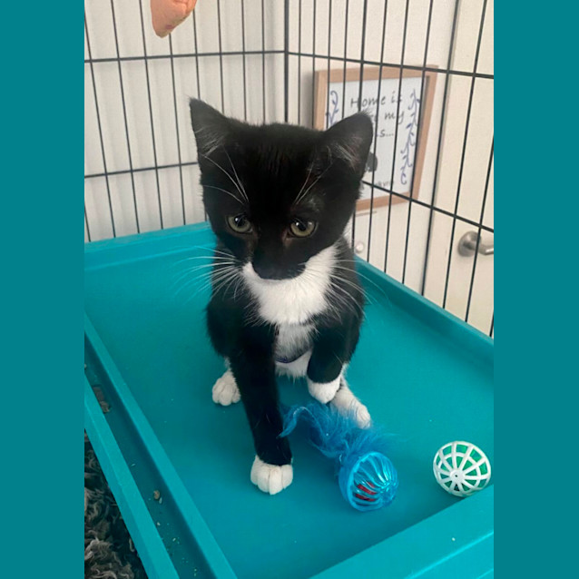 Photo of Vexahlia **2nd Chance Cat Rescue**