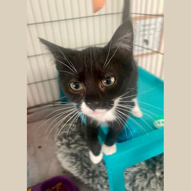 Photo of Vexahlia **2nd Chance Cat Rescue**