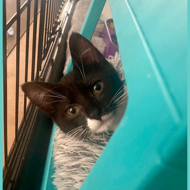 Photo of Vexahlia **2nd Chance Cat Rescue**