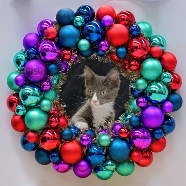 Photo of Percival **2nd Chance Cat Rescue**