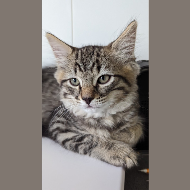 Photo of Machiatto
