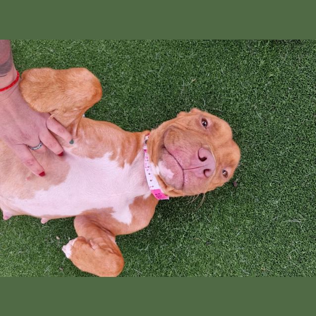 Photo of Coco Imp 2130