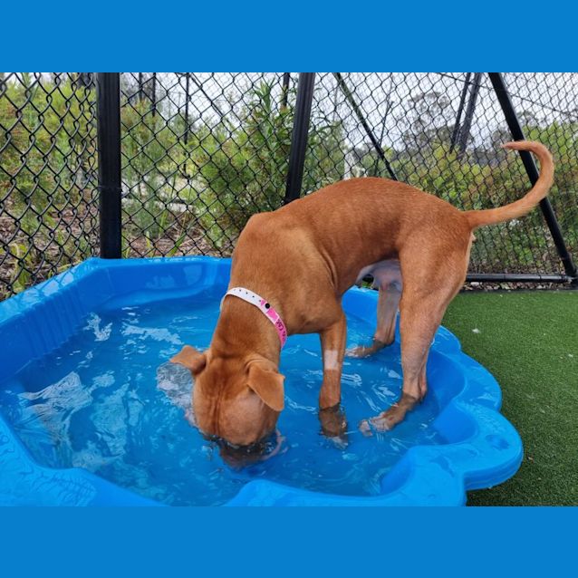 Photo of Coco Imp 2130