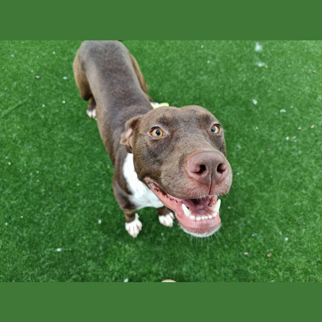 Photo of Freddie Imp 1960