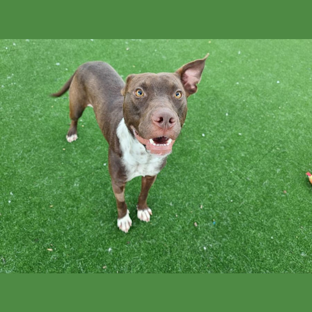 Photo of Freddie Imp 1960