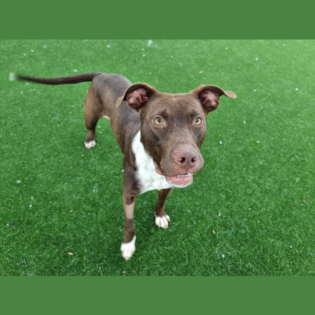 Photo of Freddie Imp 1960