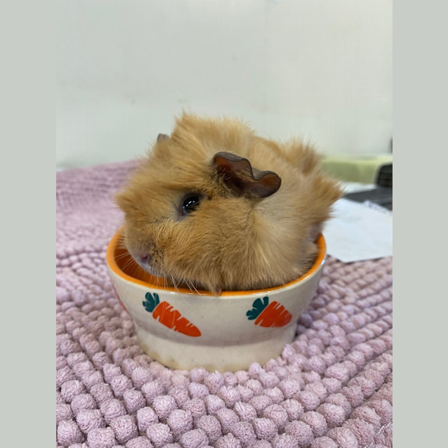 Photo of Manuka 