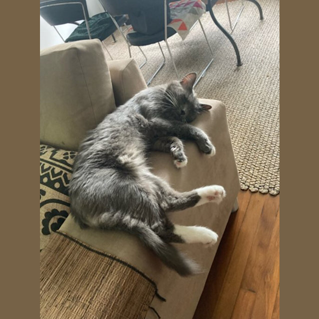 Photo of Goose