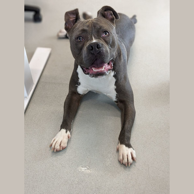 Photo of 🔥 Obi C04767 🔥