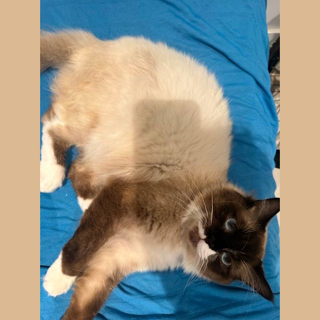 Photo of Mocha And Rose