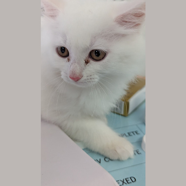 Photo of Eggnog