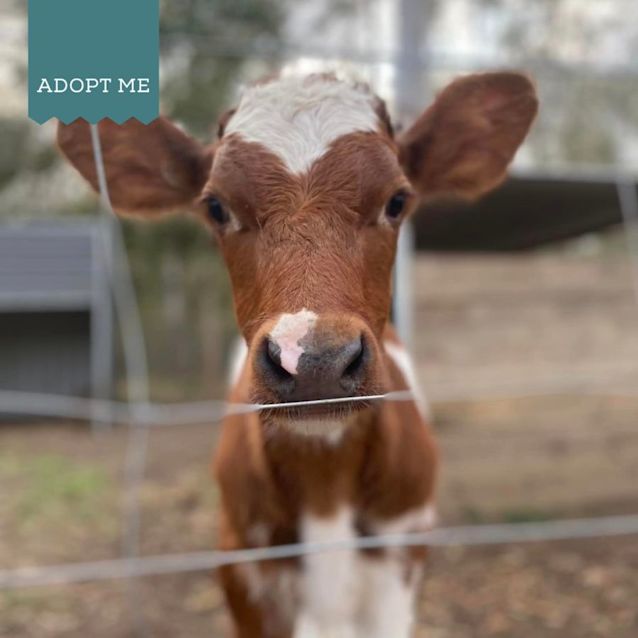 Photo of Elm, Fern & Gilli