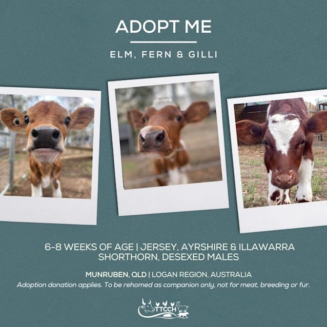 Photo of Elm, Fern & Gilli