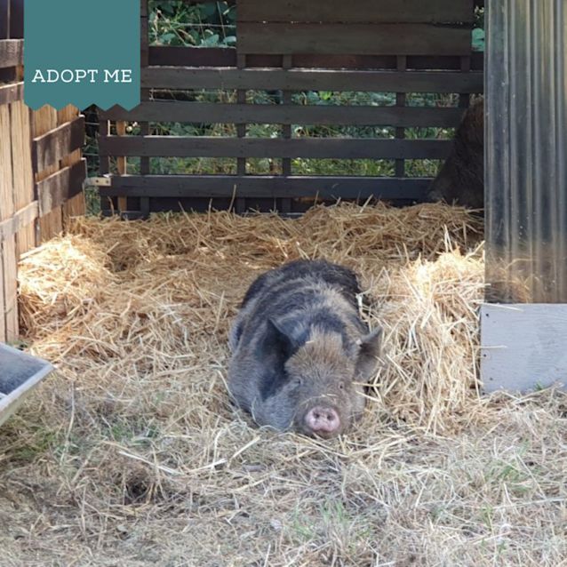 Photo of Waddles & Wilbur