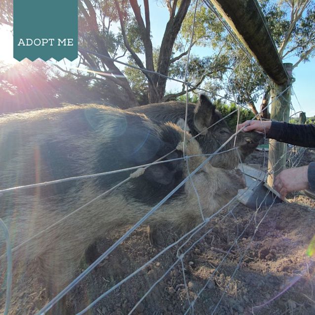 Photo of Waddles & Wilbur