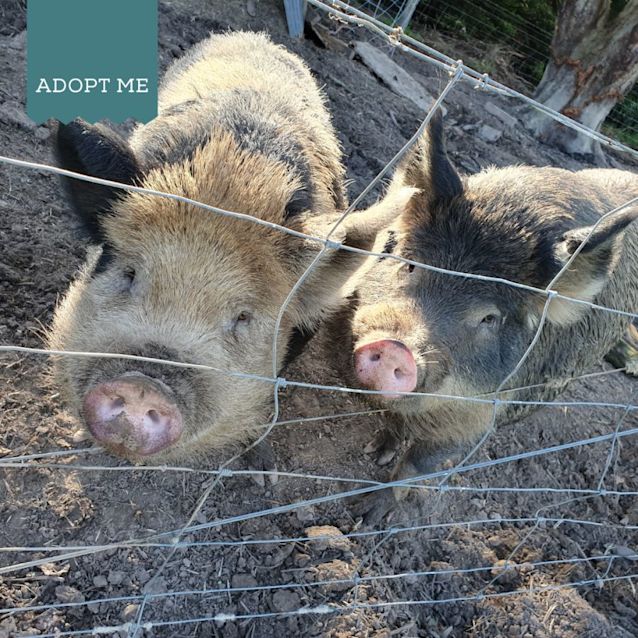 Photo of Waddles & Wilbur