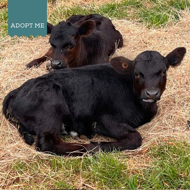 Photo of Christmas & Jett