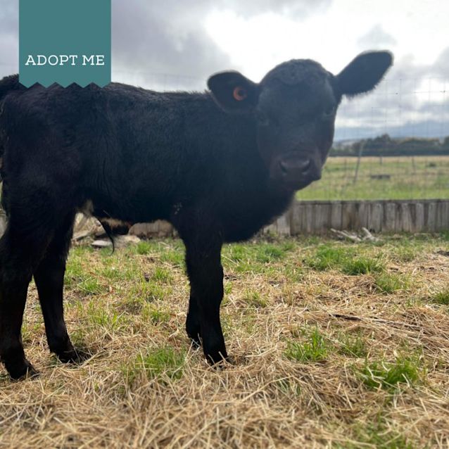 Photo of Christmas & Jett