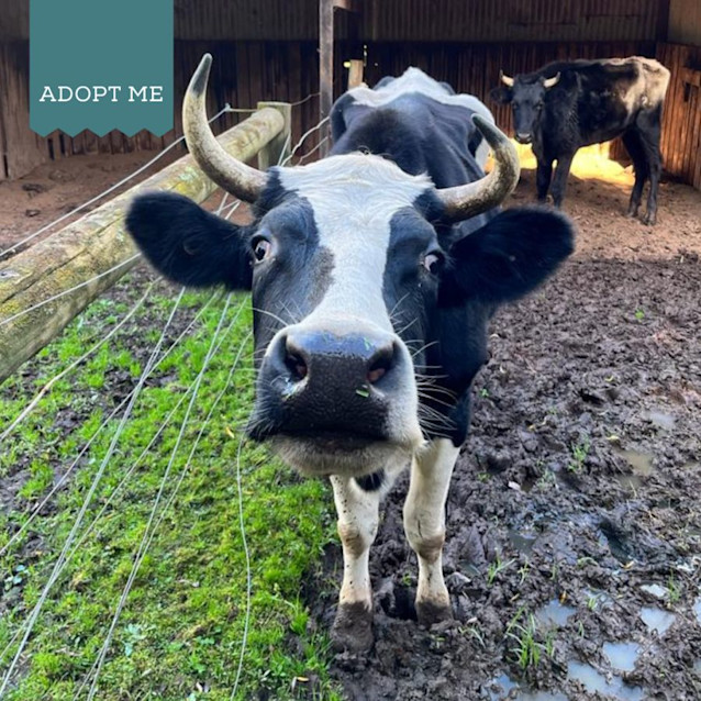 Photo of Jeremy & Ferdinand