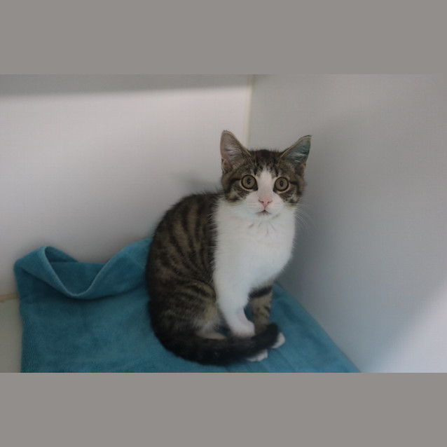 Photo of Pip