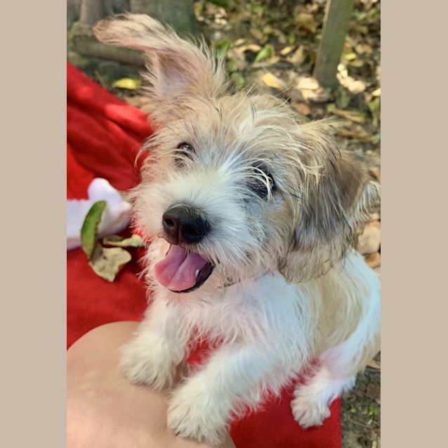 Photo of Buddy