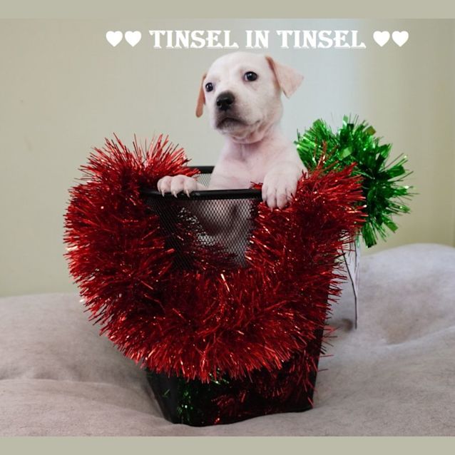 Photo of Tinsel