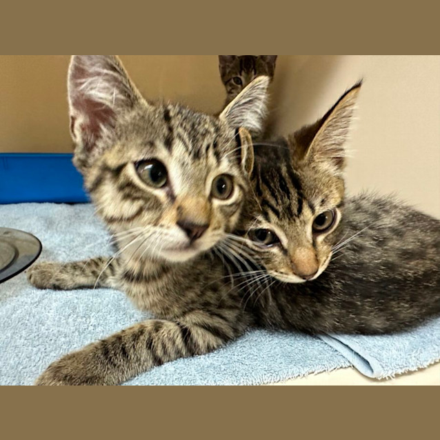 Photo of Britney, Christina & Madonna
