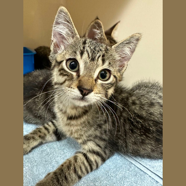 Photo of Britney, Christina & Madonna