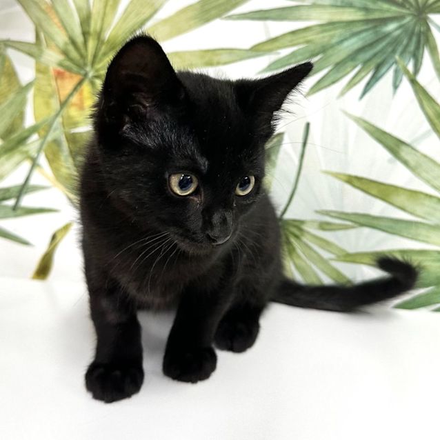 Photo of Henry  Located In Preston