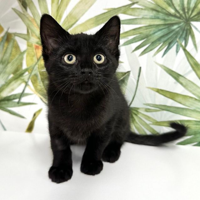 Photo of Henry  Located In Preston