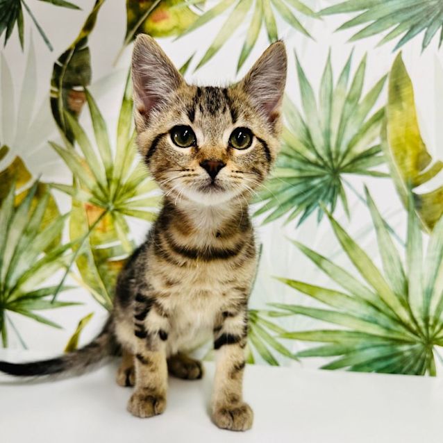 Photo of Noah   Available 22/12 In Preston