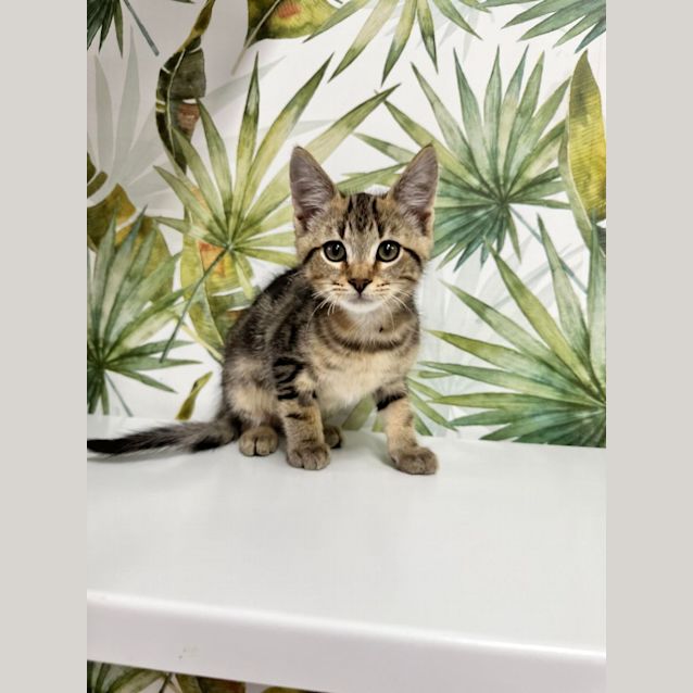 Photo of Noah   Available 22/12 In Preston