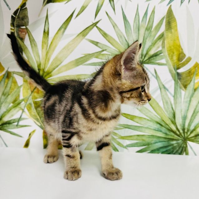 Photo of Noah   Available 22/12 In Preston