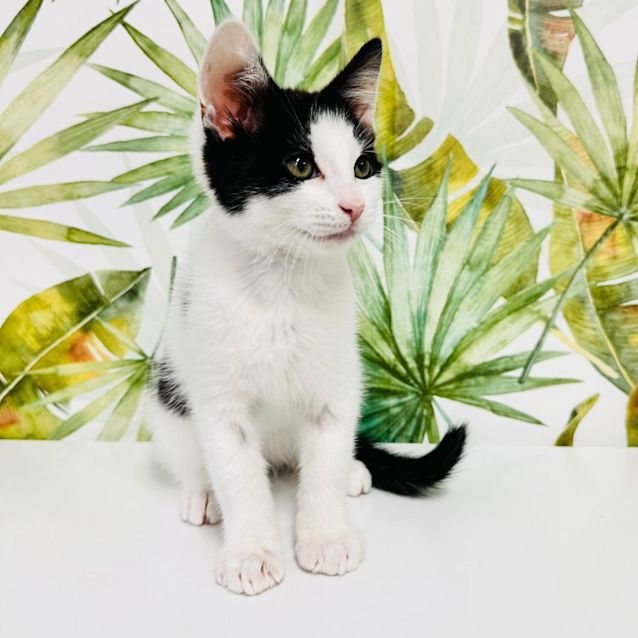 Photo of Hendrix   Located In Frankston