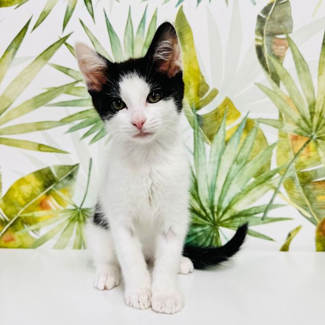 Photo of Hendrix   Located In Frankston