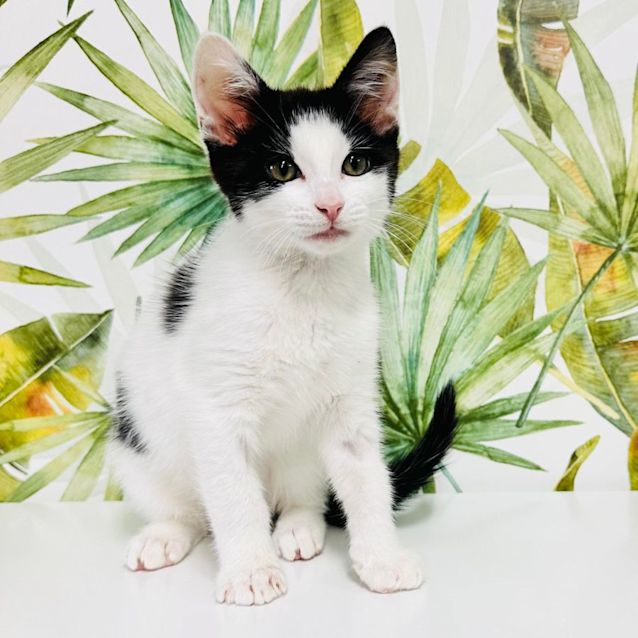 Photo of Credence   Located In Frankston