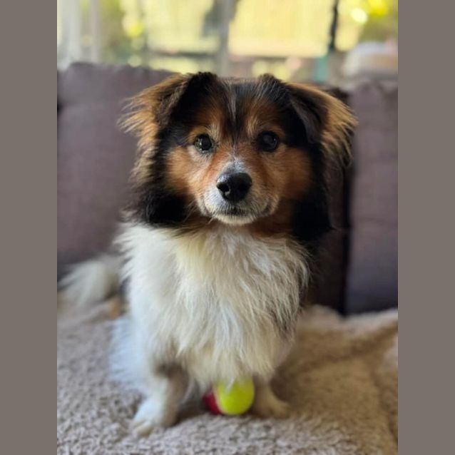 Photo of Toot 