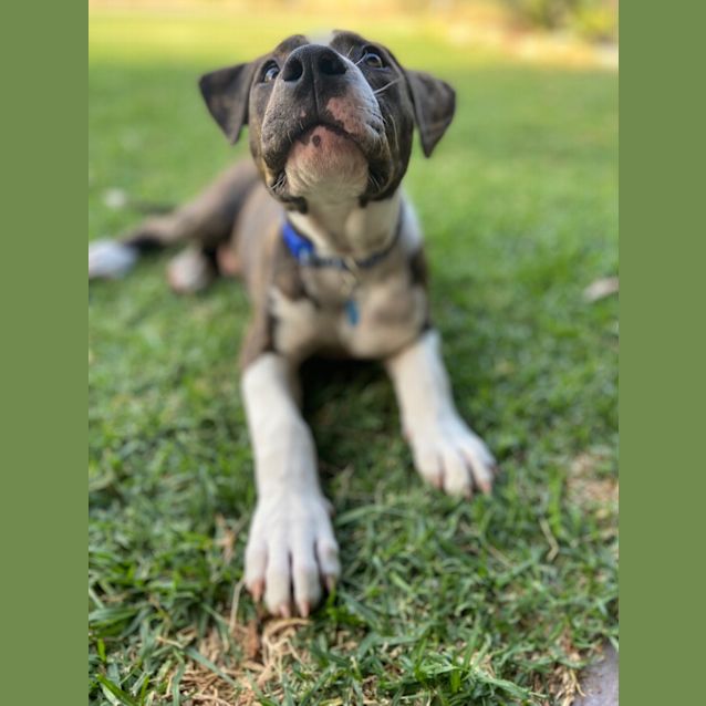 Photo of Buddy