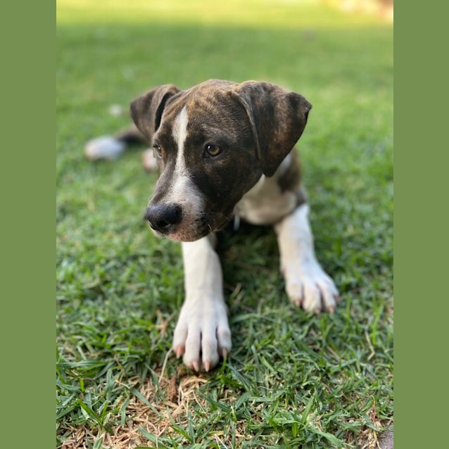 Photo of Buddy