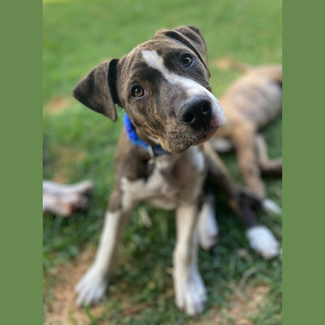 Photo of Buddy