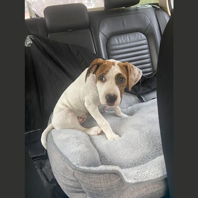 Photo of Rosie (Rosey)